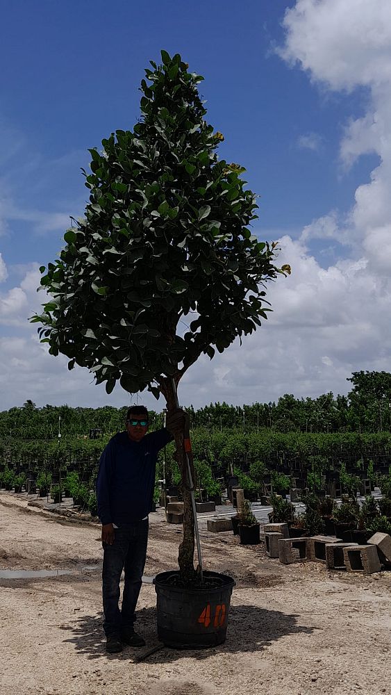 coccoloba-uvifera-x-diversifolia-pigeon-plum-hybrid-sea-plum