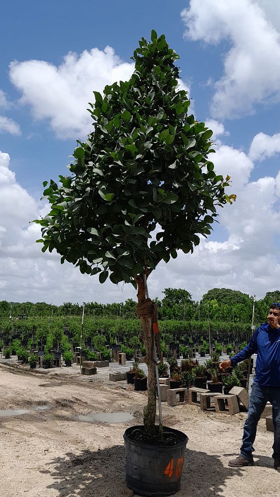 coccoloba-uvifera-x-diversifolia-pigeon-plum-hybrid-sea-plum