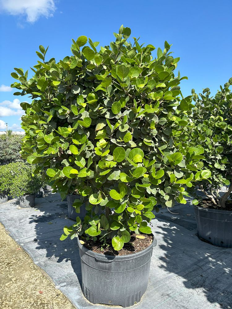 coccoloba-uvifera-x-diversifolia-pigeon-plum-hybrid-sea-plum