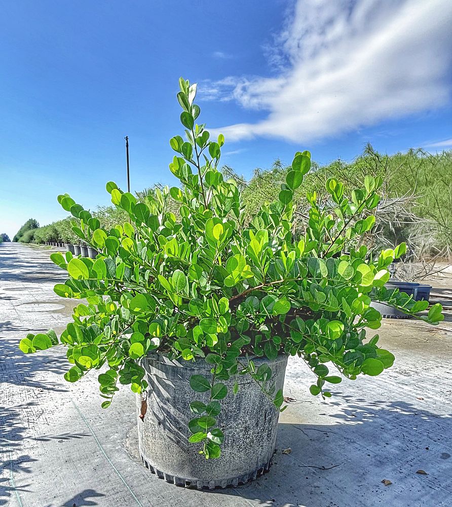 coccoloba-uvifera-x-diversifolia-pigeon-plum-hybrid-sea-plum