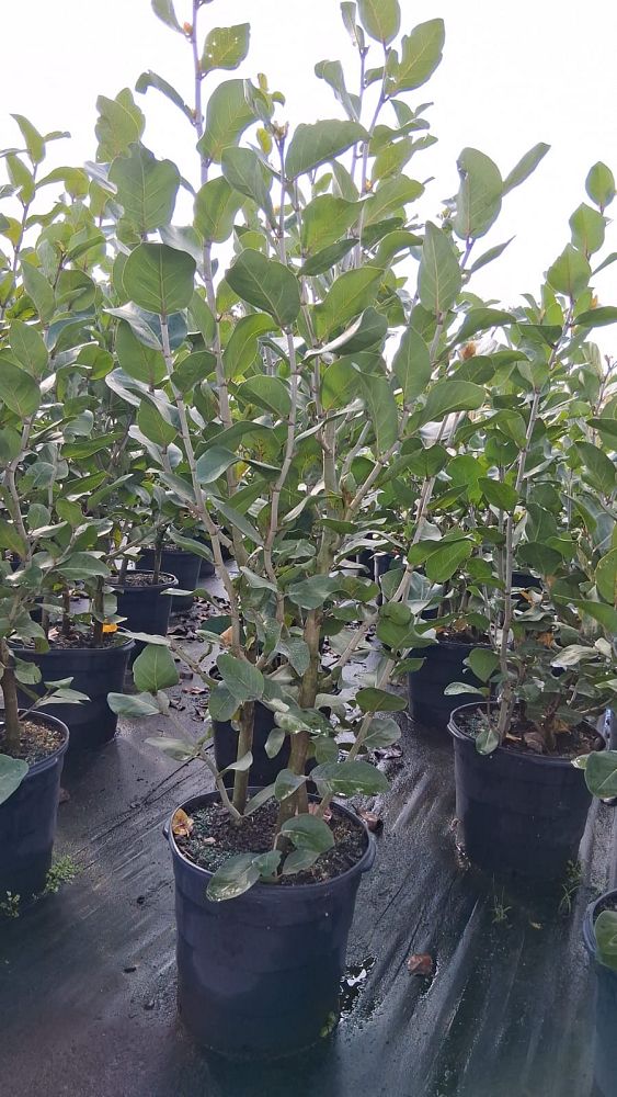 coccoloba-uvifera-x-diversifolia-pigeon-plum-hybrid-sea-plum