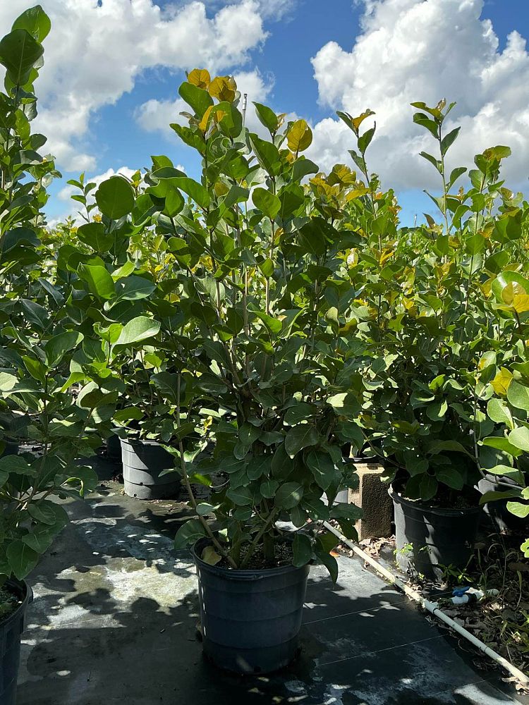 coccoloba-uvifera-x-diversifolia-pigeon-plum-hybrid-sea-plum
