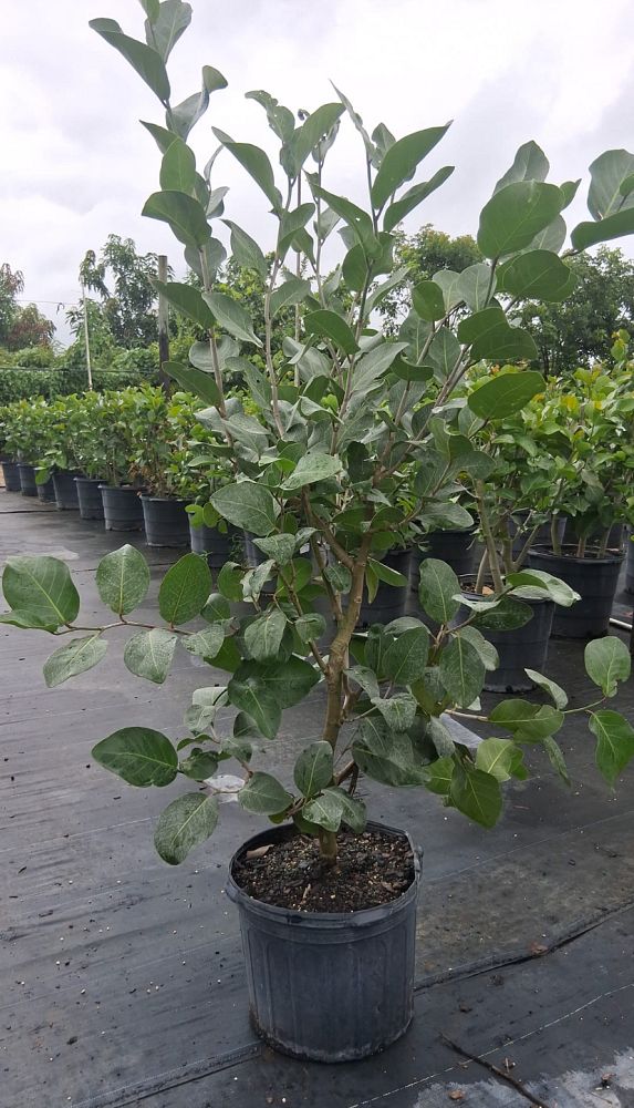 coccoloba-uvifera-x-diversifolia-pigeon-plum-hybrid-sea-plum