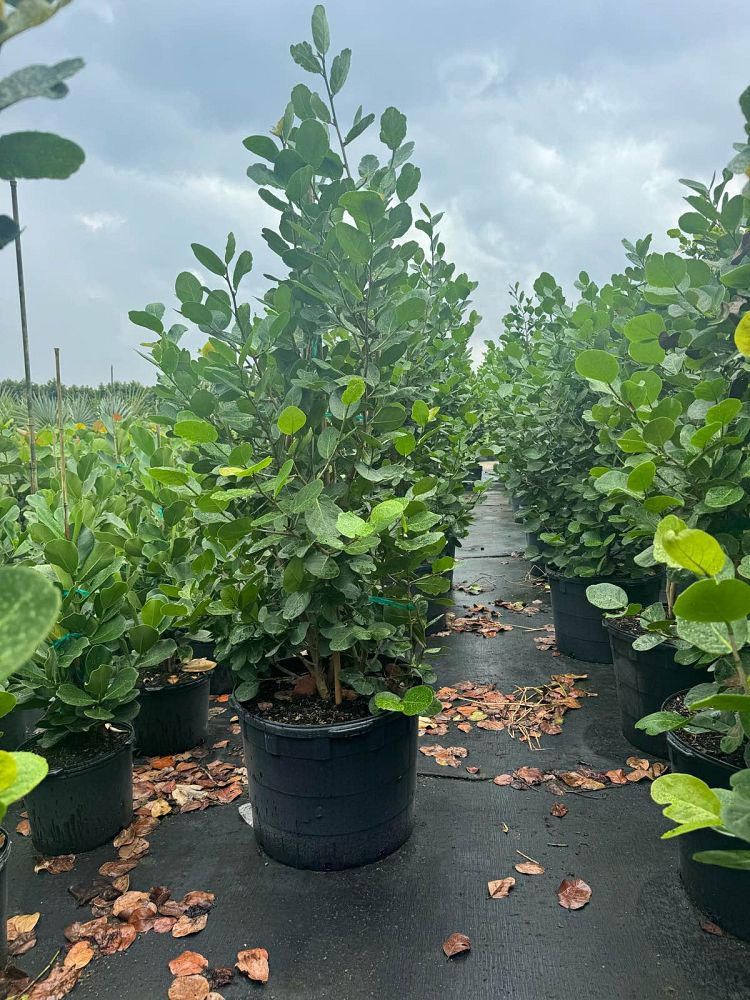 coccoloba-uvifera-x-diversifolia-pigeon-plum-hybrid-sea-plum