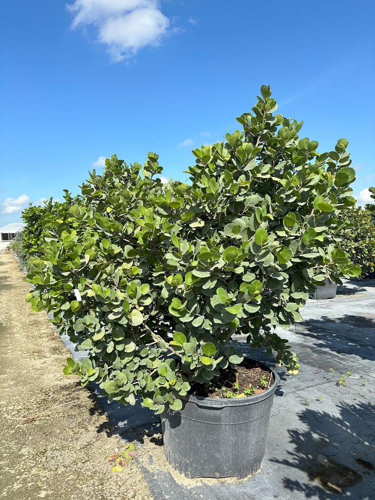 coccoloba-uvifera-x-diversifolia-pigeon-plum-hybrid-sea-plum