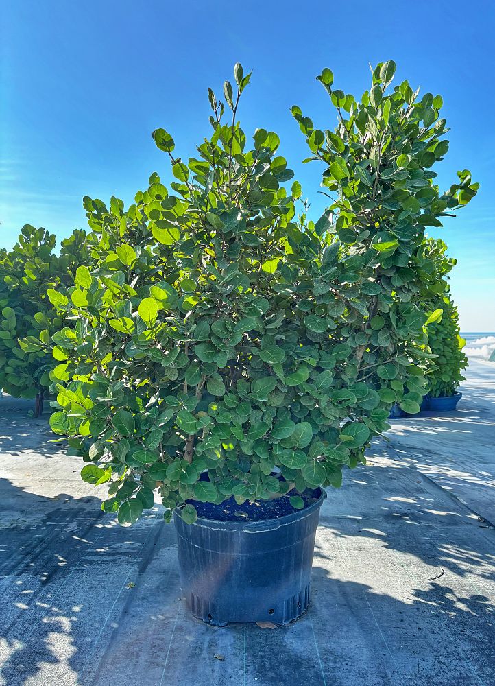 coccoloba-uvifera-x-diversifolia-pigeon-plum-hybrid-sea-plum