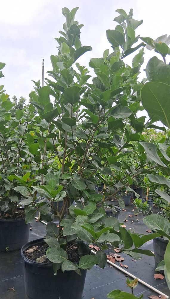 coccoloba-uvifera-x-diversifolia-pigeon-plum-hybrid-sea-plum