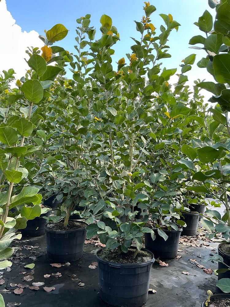 coccoloba-uvifera-x-diversifolia-pigeon-plum-hybrid-sea-plum