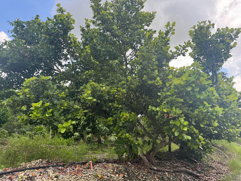coccoloba-uvifera-x-diversifolia-pigeon-plum-hybrid-sea-plum