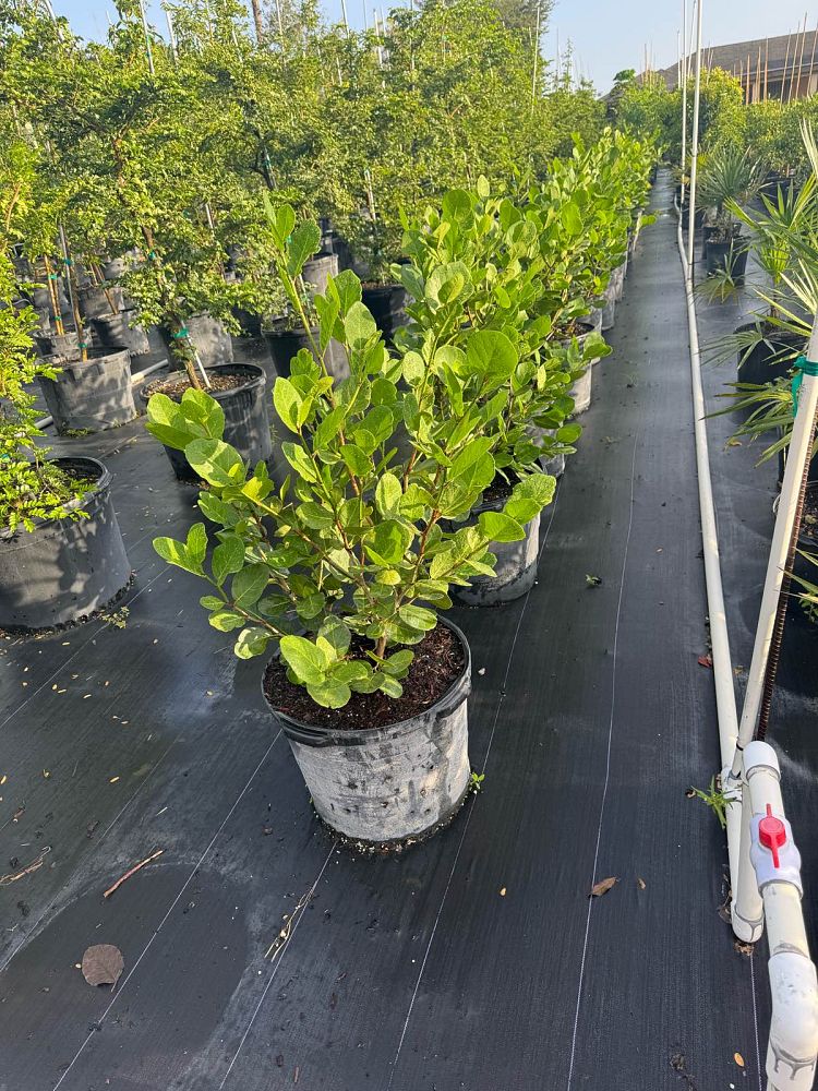 coccoloba-uvifera-x-diversifolia-pigeon-plum-hybrid-sea-plum