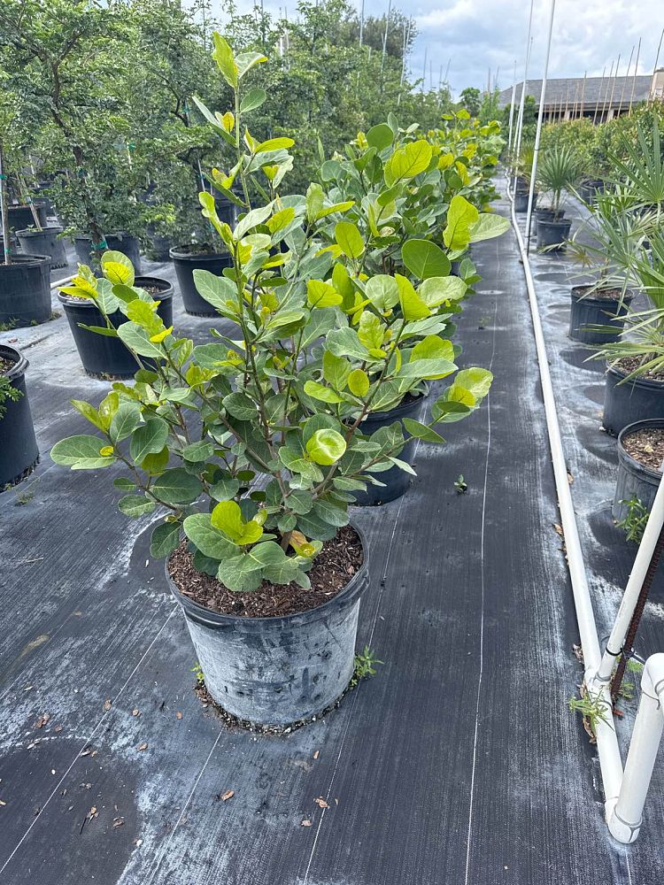 coccoloba-uvifera-x-diversifolia-pigeon-plum-hybrid-sea-plum