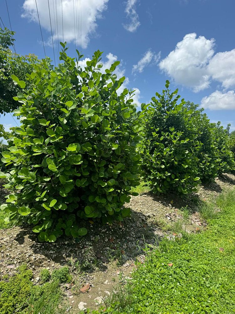 coccoloba-uvifera-x-diversifolia-pigeon-plum-hybrid-sea-plum