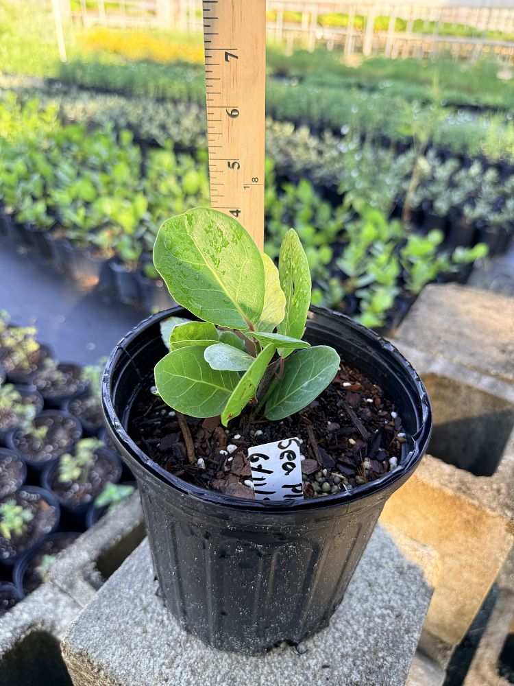 coccoloba-uvifera-x-diversifolia-pigeon-plum-hybrid-sea-plum