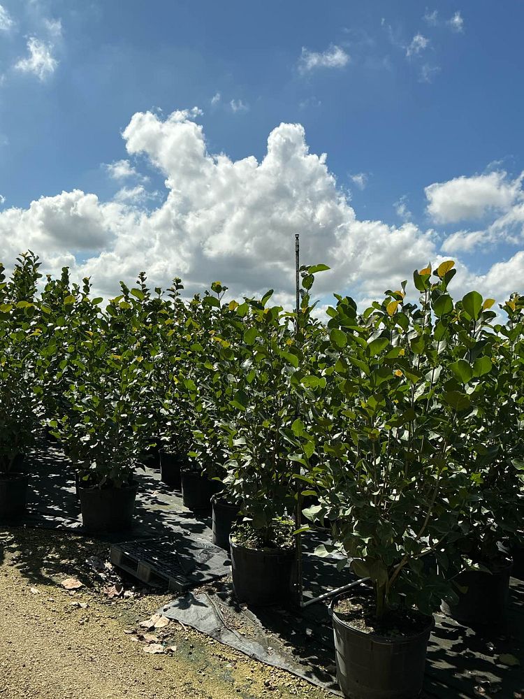 coccoloba-uvifera-x-diversifolia-pigeon-plum-hybrid-sea-plum