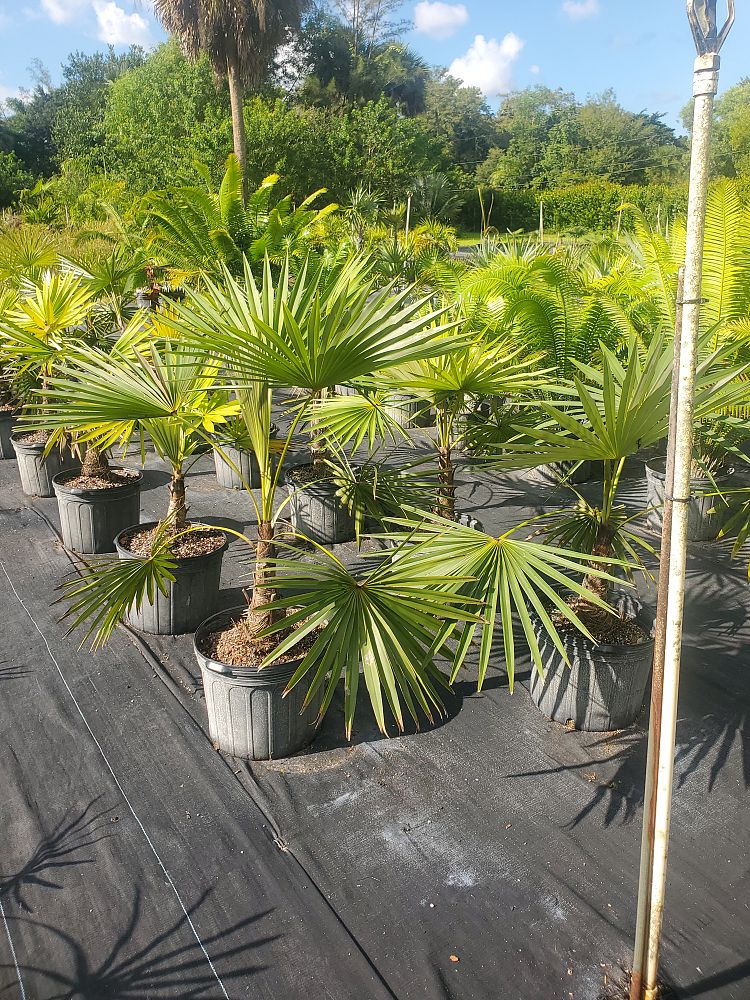 coccothrinax-acuminata-coccothrinax-miraguama-arenicola