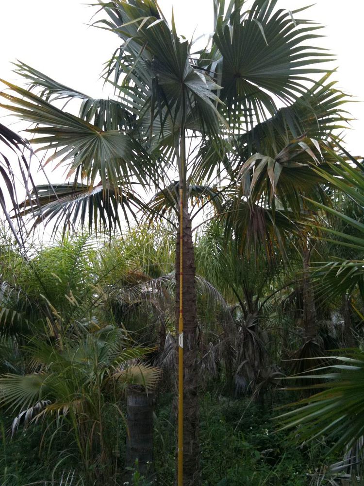 coccothrinax-alta-silver-palm