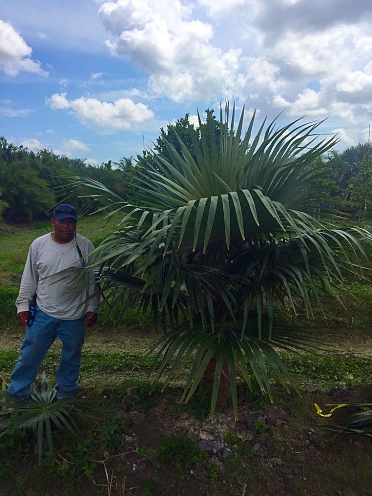 coccothrinax-alta-silver-palm