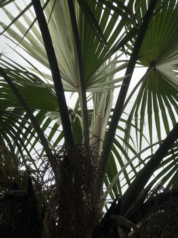 coccothrinax-alta-silver-palm