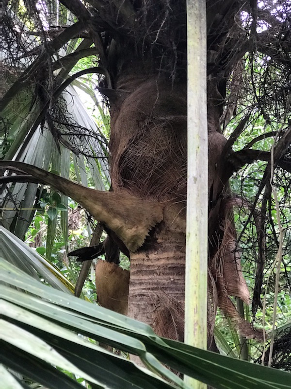 coccothrinax-alta-silver-palm