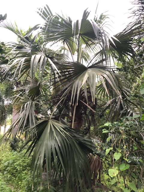 coccothrinax-alta-silver-palm