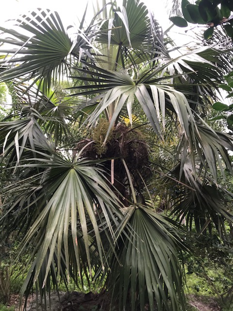 coccothrinax-alta-silver-palm