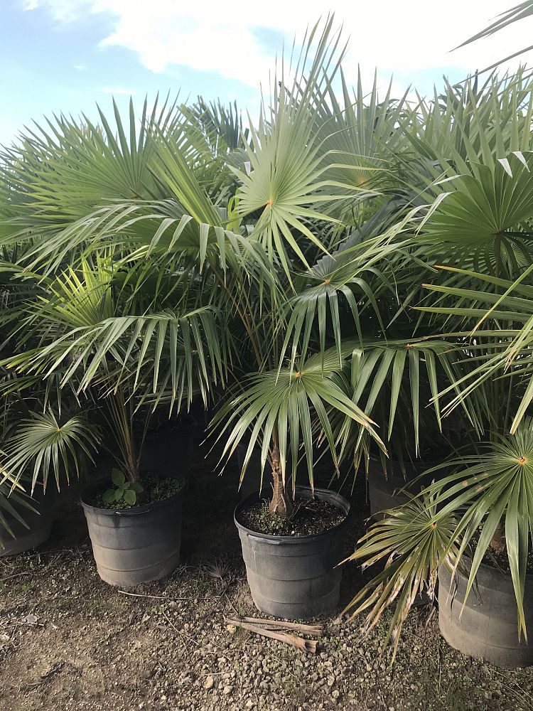 coccothrinax-alta-silver-palm