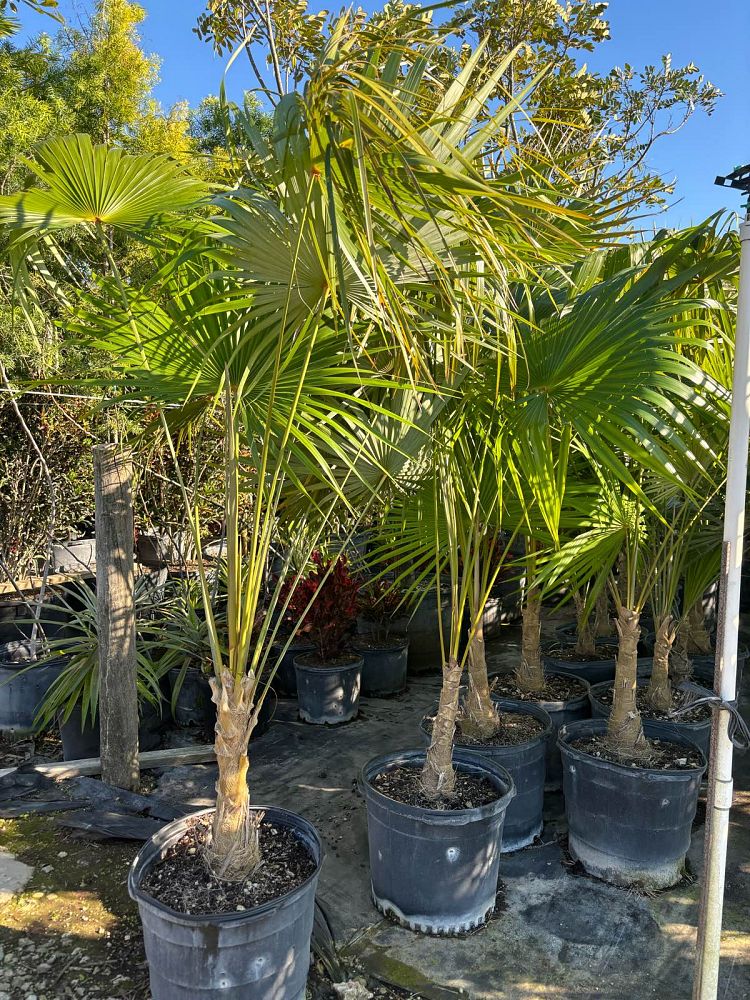 coccothrinax-alta-silver-palm