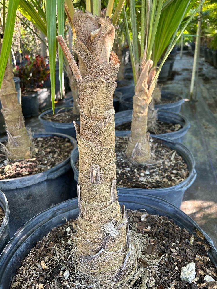 coccothrinax-alta-silver-palm