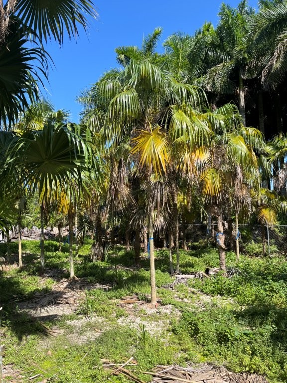 coccothrinax-alta-silver-palm