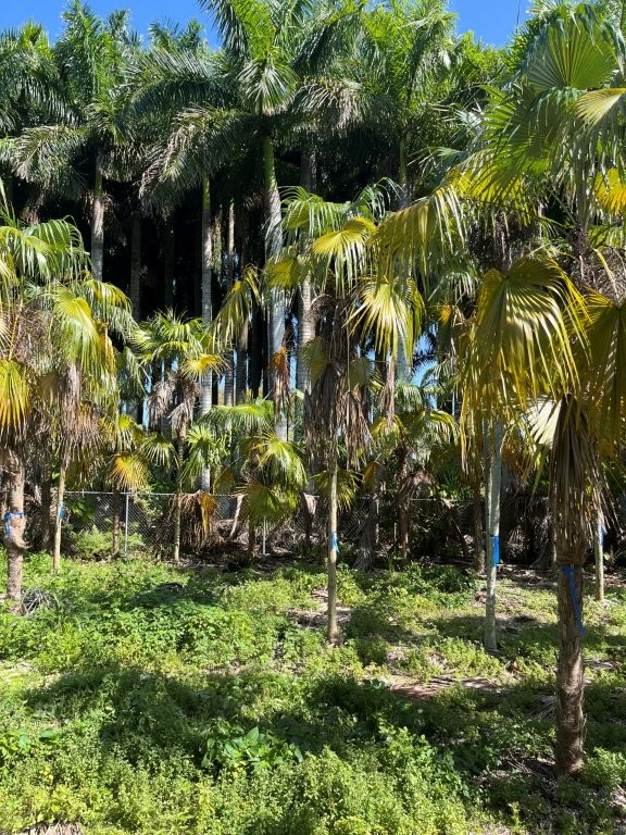 coccothrinax-alta-silver-palm