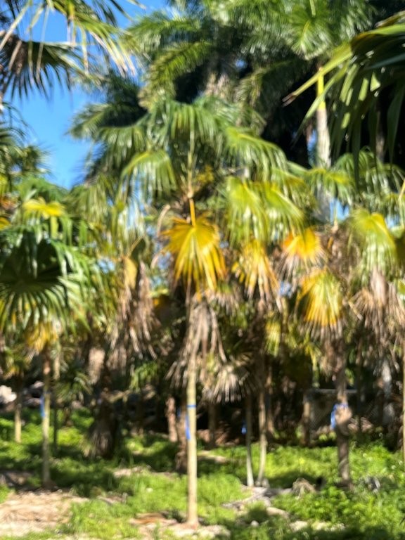 coccothrinax-alta-silver-palm