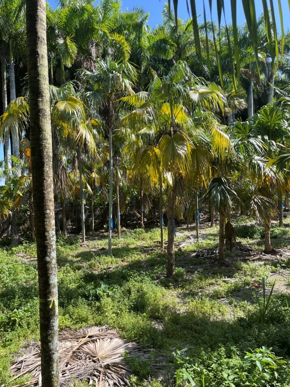 coccothrinax-alta-silver-palm