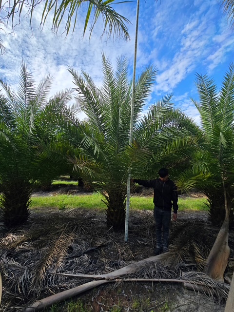 coccothrinax-alta-silver-palm