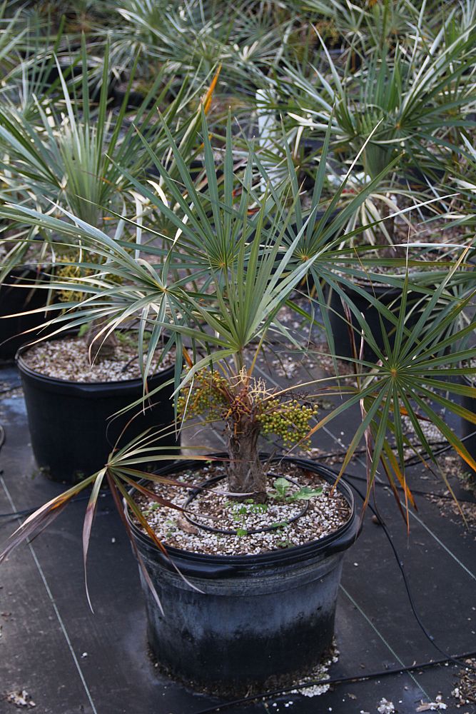 coccothrinax-argentata-florida-silver-palm