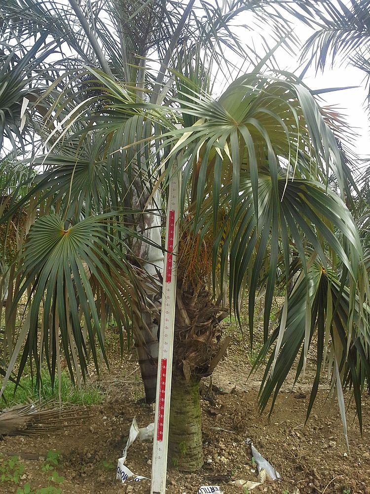 coccothrinax-argentata-florida-silver-palm