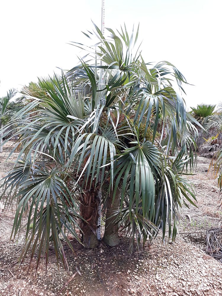 coccothrinax-argentata-florida-silver-palm