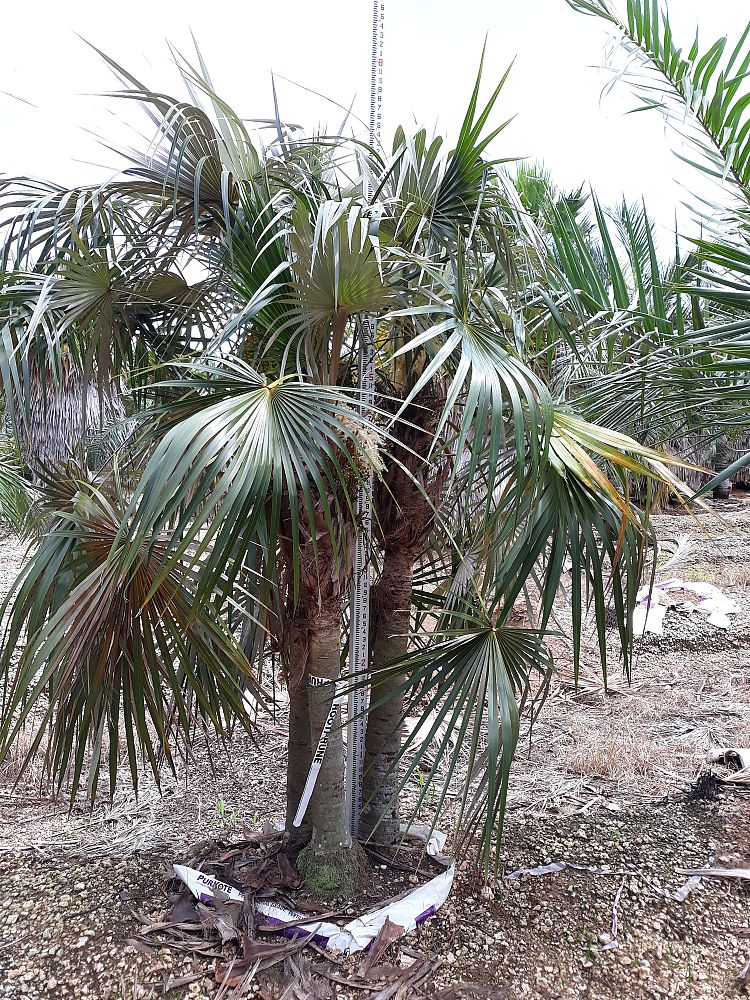coccothrinax-argentata-florida-silver-palm