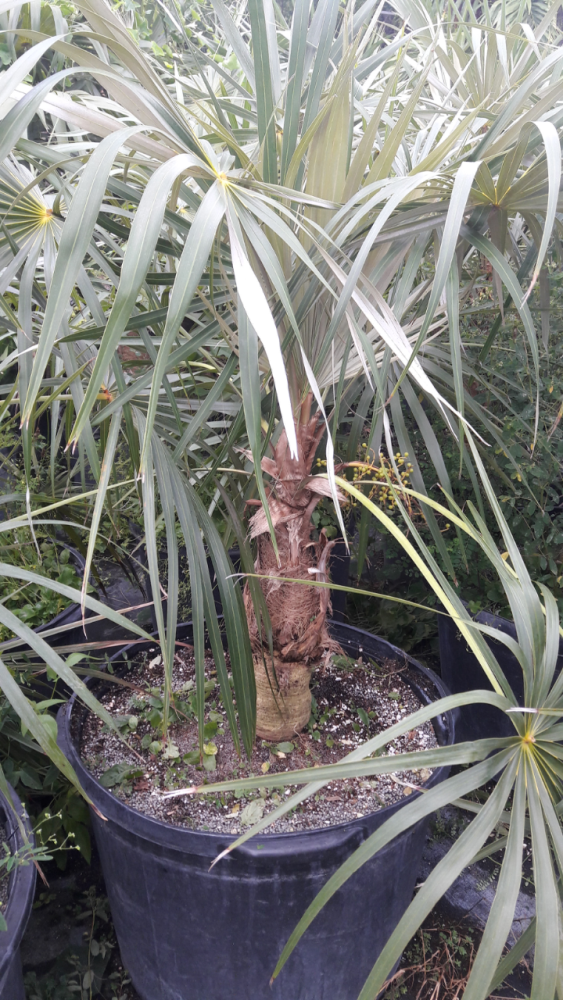 coccothrinax-argentata-florida-silver-palm
