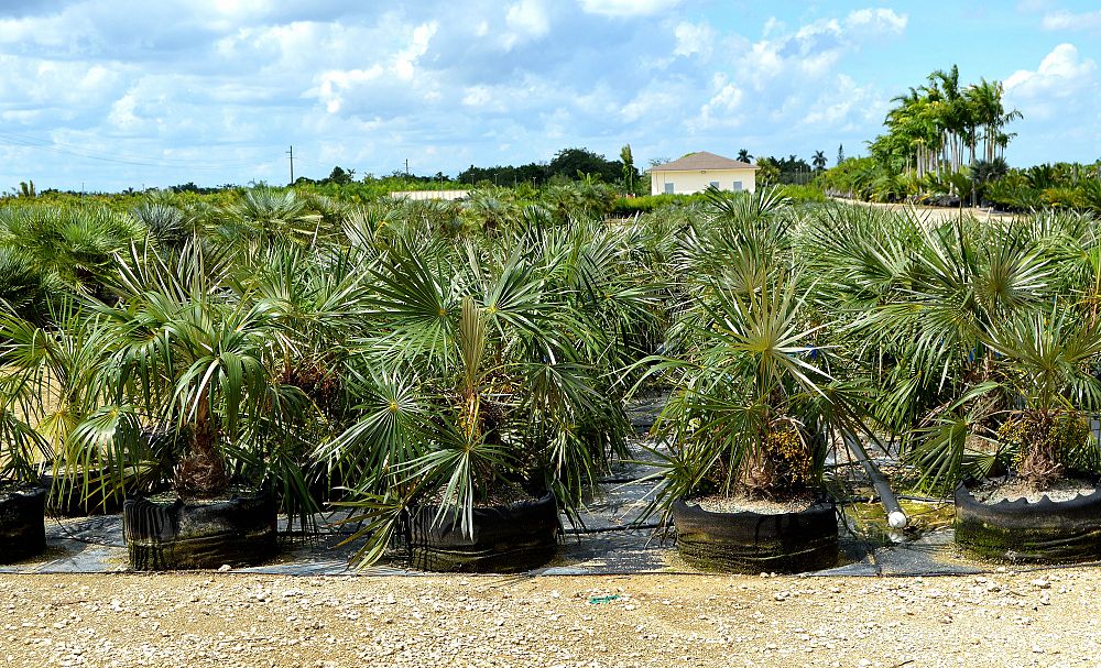 coccothrinax-argentata-florida-silver-palm