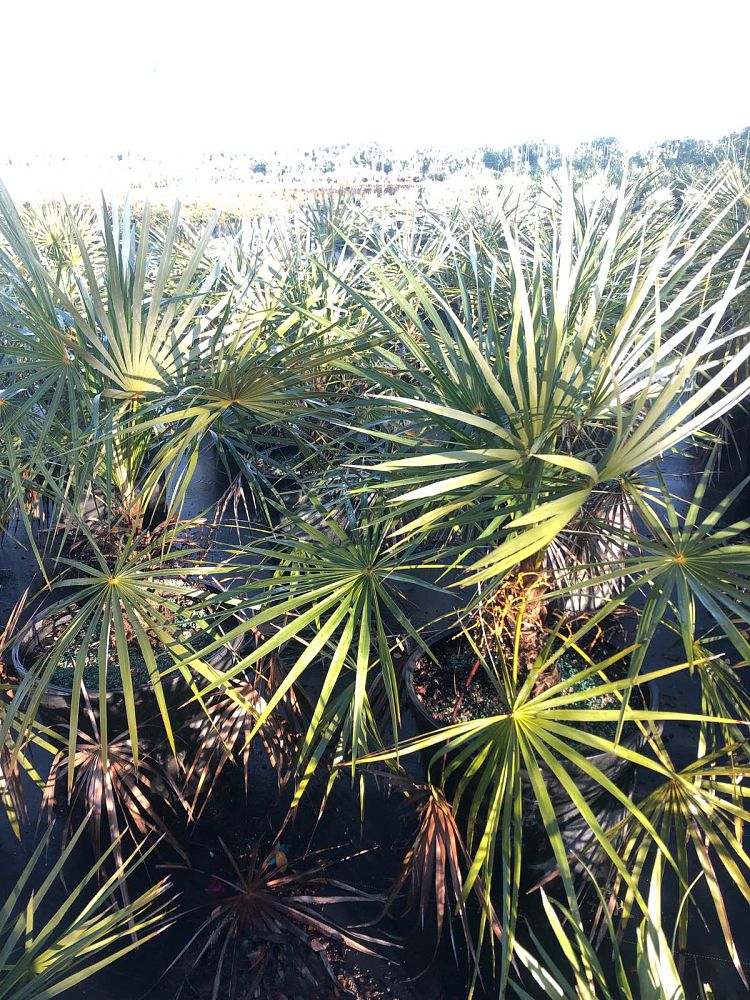 coccothrinax-argentata-florida-silver-palm