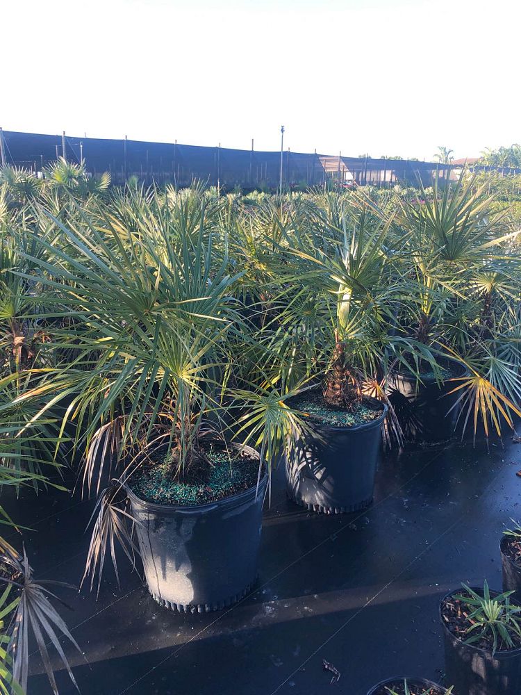 coccothrinax-argentata-florida-silver-palm