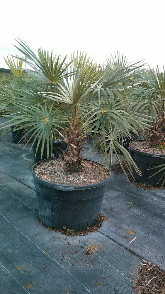 coccothrinax-argentata-florida-silver-palm