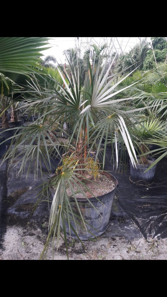 coccothrinax-argentata-florida-silver-palm