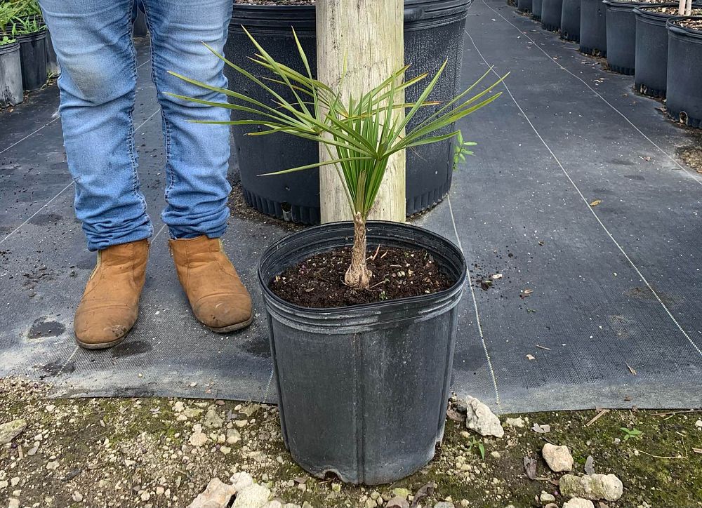 coccothrinax-argentata-florida-silver-palm