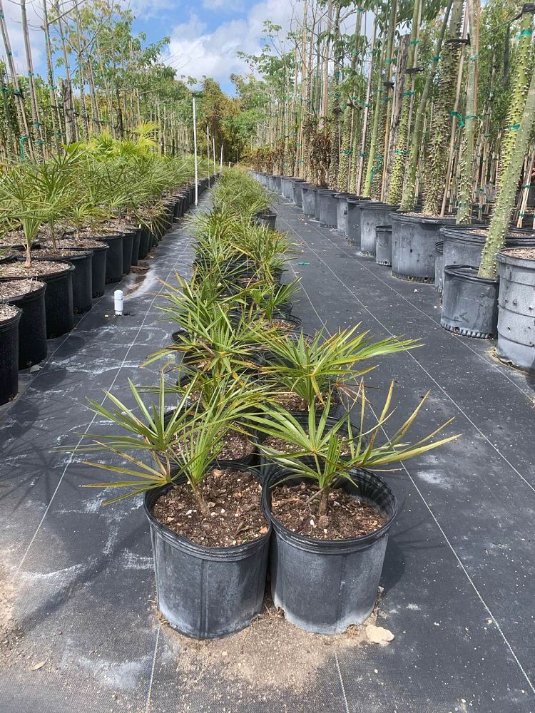 coccothrinax-argentata-florida-silver-palm