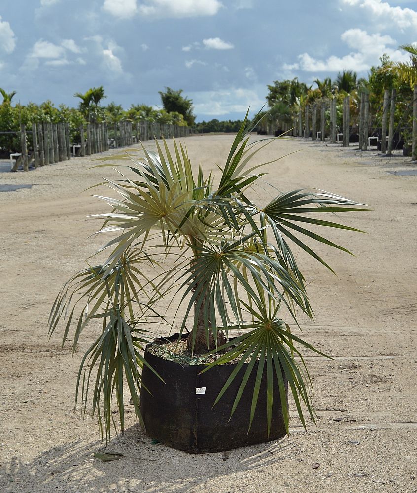 coccothrinax-argentata-florida-silver-palm