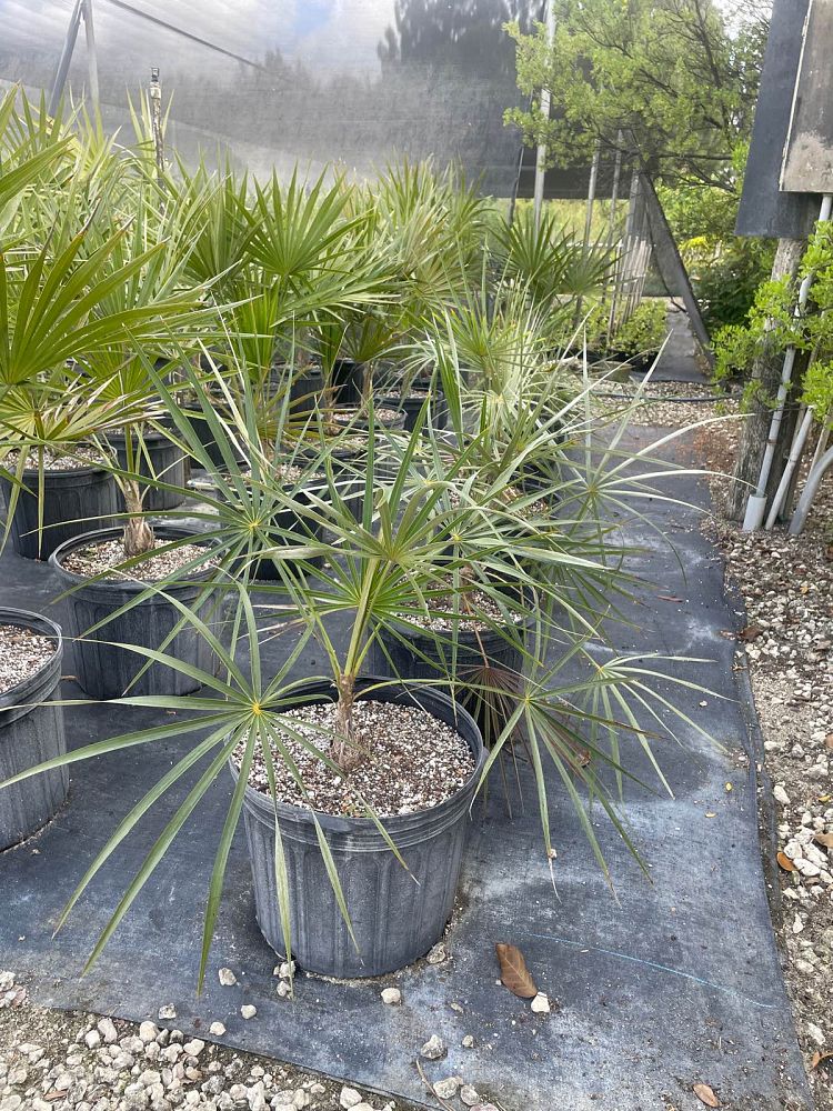 coccothrinax-argentata-florida-silver-palm