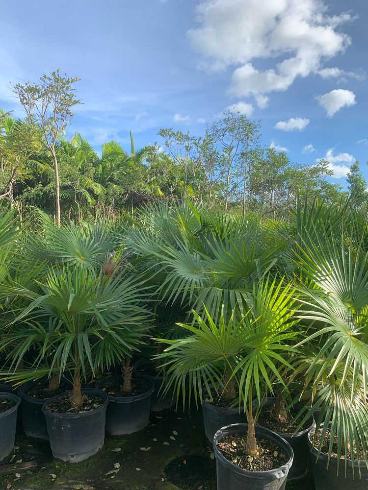 coccothrinax-argentata-florida-silver-palm