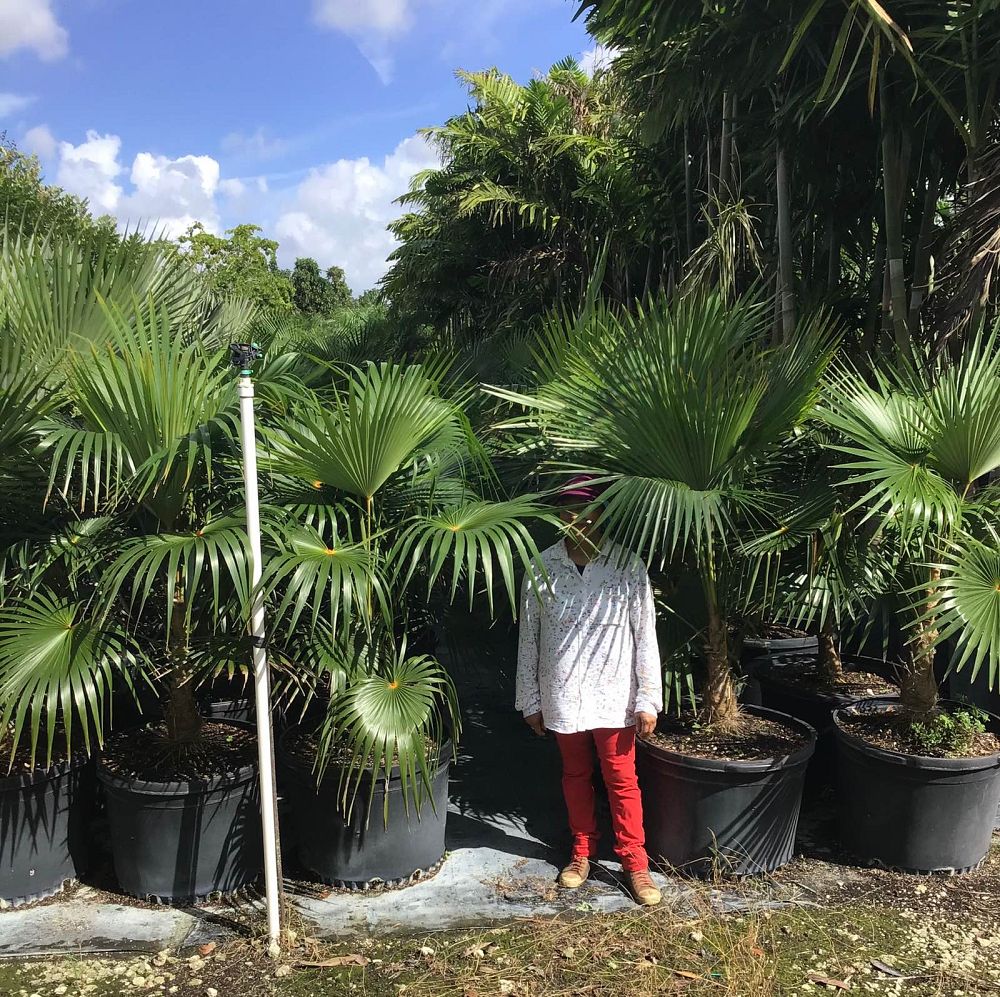 coccothrinax-argentata-florida-silver-palm