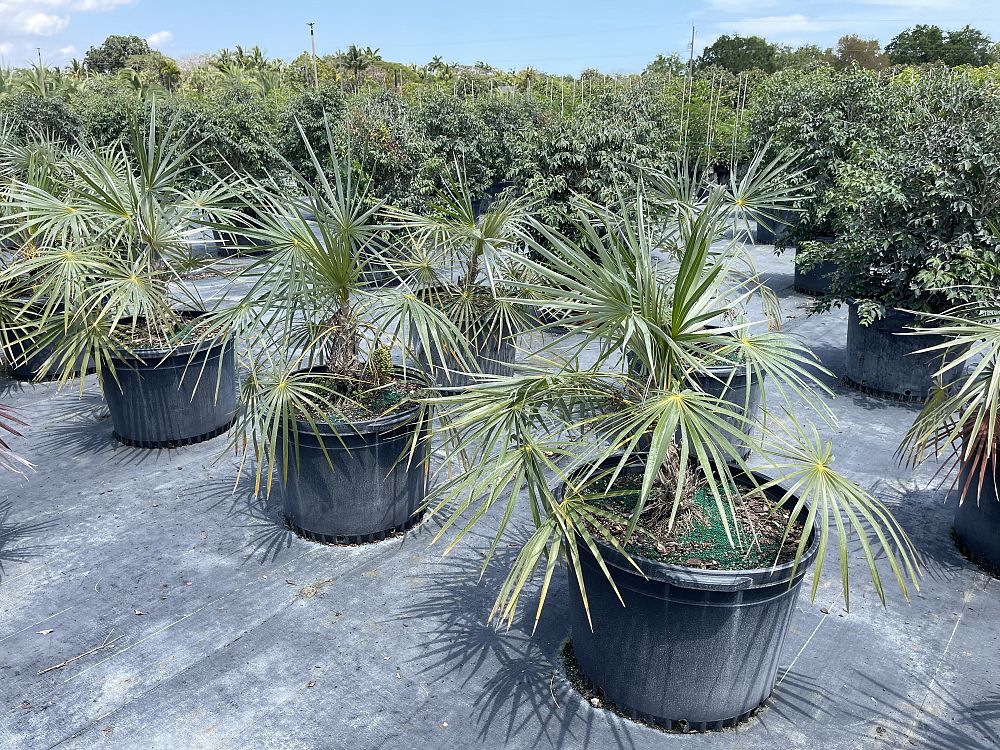 coccothrinax-argentata-florida-silver-palm
